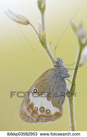 "Pearly Heath (Coenonympha arcania), Usti nad Labem Region, Czech Republic, Europe" View Large Photo Image Stock Image - "Pearly Heath (Coenonympha arcania), Usti nad Labem Region, Czech Republic, Europe". Fotosearch