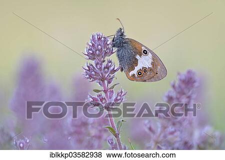 "Pearly Heath (Coenonympha arcania), Usti nad Labem Region, Czech Republic, Europe" View Large Photo Image Stock Photo - "Pearly Heath (Coenonympha arcania), Usti nad Labem Region, Czech Republic, Europe". Fotosearch