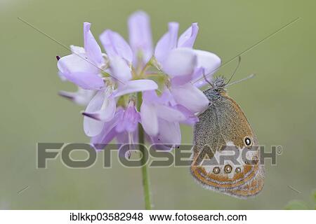 "Pearly Heath (Coenonympha arcania), Usti nad Labem Region, Czech Republic, Europe" View Large Photo Image Stock Photo - "Pearly Heath (Coenonympha arcania), Usti nad Labem Region, Czech Republic, Europe". Fotosearch