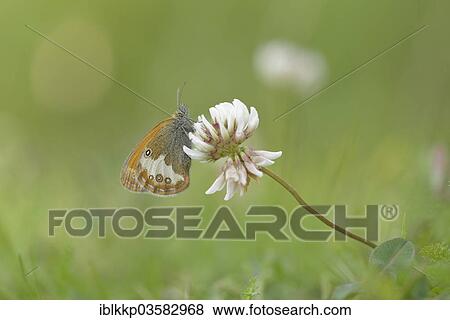 "Pearly Heath (Coenonympha arcania), Usti nad Labem Region, Czech Republic, Europe" View Large Photo Image Stock Photo - "Pearly Heath (Coenonympha arcania), Usti nad Labem Region, Czech Republic, Europe". Fotosearch
