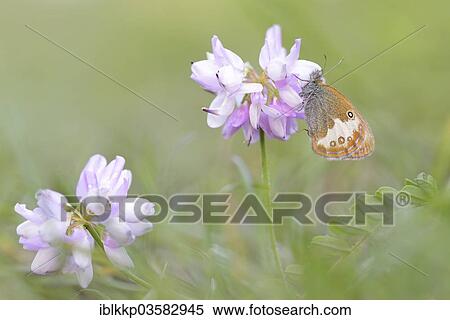 "Pearly Heath (Coenonympha arcania), Usti nad Labem Region, Czech Republic, Europe" View Large Photo Image Stock Photography - "Pearly Heath (Coenonympha arcania), Usti nad Labem Region, Czech Republic, Europe". Fotosearch