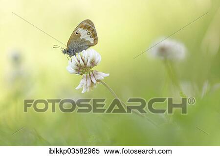 "Pearly Heath (Coenonympha arcania), Usti nad Labem Region, Czech Republic, Europe" View Large Photo Image Stock Photography - "Pearly Heath (Coenonympha arcania), Usti nad Labem Region, Czech Republic, Europe". Fotosearch