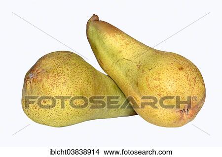 "Pears (Pyrus communis), Williams Christ variety" View Large Photo Image Picture - "Pears (Pyrus communis), Williams Christ variety". Fotosearch