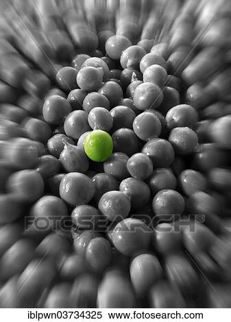 "Peas, one green pea" View Large Photo Image Stock Photography - "Peas, one green pea". Fotosearch