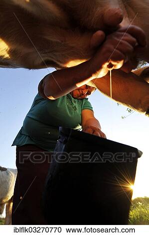 "Peasant farmer, 47, milking a cow by hand, Pastoreo, Caaguazu Department, Paraguay, South America" View Large Photo Image Stock Image - "Peasant farmer, 47, milking a cow by hand, Pastoreo, Caaguazu Department, Paraguay, South America". Fotosearch