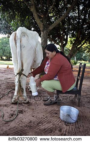 "Peasant farmer, 47, milking a cow by hand, Pastoreo, Caaguazu Department, Paraguay, South America" View Large Photo Image Stock Image - "Peasant farmer, 47, milking a cow by hand, Pastoreo, Caaguazu Department, Paraguay, South America". Fotosearch