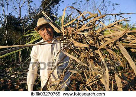 "Peasant farmer, 70, with sugar cane, cattle feed, Pastoreo, Caaguazu Department, Paraguay, South America" View Large Photo Image Stock Photo - "Peasant farmer, 70, with sugar cane, cattle feed, Pastoreo, Caaguazu Department, Paraguay, South America". Fotosearch