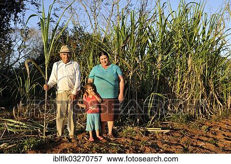 "Peasant farmers, man, 70, woman, 47, and granddaughter, 3, in front of a sugarcane plantation, Pastoreo, Caaguazu Department, Paraguay, South America" View Large Photo Image Stock Photo - "Peasant farmers, man, 70, woman, 47, and granddaughter, 3, in front of a sugarcane plantation, Pastoreo, Caaguazu Department, Paraguay, South America". Fotosearch