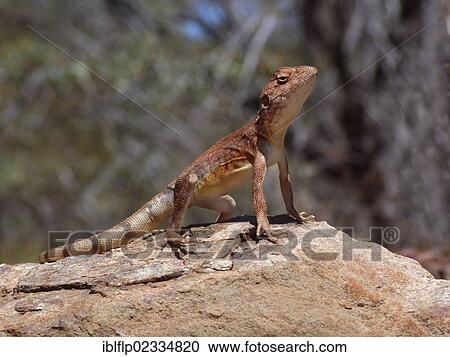"Pebble Dragon (Tympanocryptis cephalus), adult male, standing on rock, with hind foot raised to keep cool, Western Australia, Australia, Oceania" View Large Photo Image Stock Image - "Pebble Dragon (Tympanocryptis cephalus), adult male, standing on rock, with hind foot raised to keep cool, Western Australia, Australia, Oceania". Fotosearch