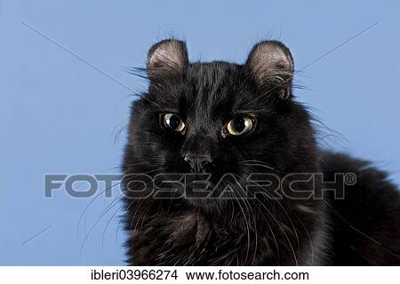"Pedigree cat, American Curl, cat breed" View Large Photo Image Picture - "Pedigree cat, American Curl, cat breed". Fotosearch
