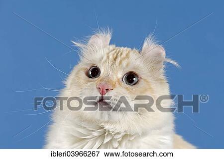 Stock Photo - "Pedigree cat, American Curl, cat breed". Fotosearch