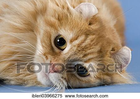 "Pedigree cat, American Curl, cat breed" View Large Photo Image Stock Photography - "Pedigree cat, American Curl, cat breed". Fotosearch