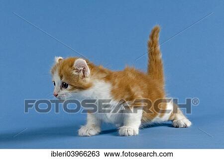 "Pedigree cat, American Curl, cat breed, kitten" View Large Photo Image Stock Image - "Pedigree cat, American Curl, cat breed, kitten". Fotosearch