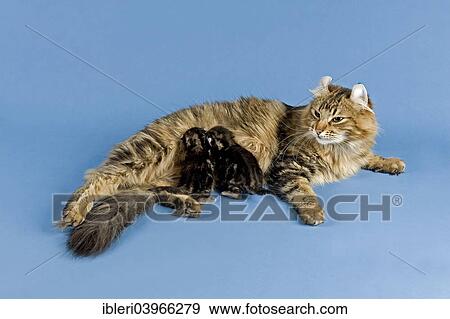 "Pedigree cat, American Curl, cat breed, female cat suckling kittens" View Large Photo Image Stock Photo - "Pedigree cat, American Curl, cat breed, female cat suckling kittens". Fotosearch