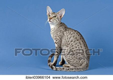 Pedigree Cat Oriental Shorthair Cat Breed Colour Silver Spotted