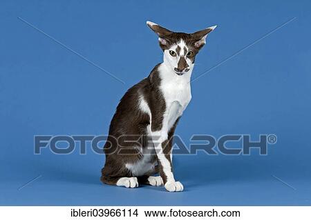 Pedigree Cat Oriental Shorthair Cat Breed Colour Chocolate