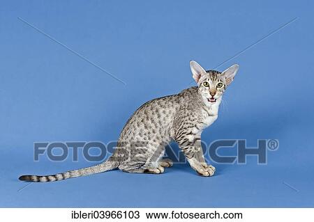 "Pedigree cat, Oriental Shorthair, cat breed, colour silver spotted tabby" View Large Photo Image Stock Image - "Pedigree cat, Oriental Shorthair, cat breed, colour silver spotted tabby". Fotosearch
