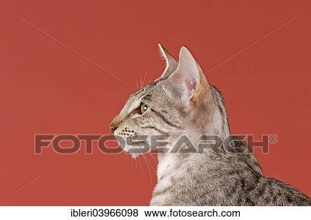 "Pedigree cat, Oriental Shorthair, cat breed, colour silver spotted tabby" View Large Photo Image Stock Photo - "Pedigree cat, Oriental Shorthair, cat breed, colour silver spotted tabby". Fotosearch