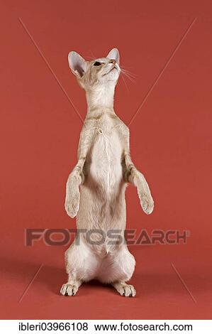 "Pedigree cat, Oriental Shorthair, cat breed, colour silver spotted tabby, sitting on its hind legs" View Large Photo Image Stock Photo - "Pedigree cat, Oriental Shorthair, cat breed, colour silver spotted tabby, sitting on its hind legs". Fotosearch