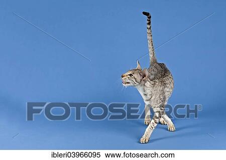 "Pedigree cat, Oriental Shorthair, cat breed, colour silver spotted tabby" View Large Photo Image Stock Photography - "Pedigree cat, Oriental Shorthair, cat breed, colour silver spotted tabby". Fotosearch