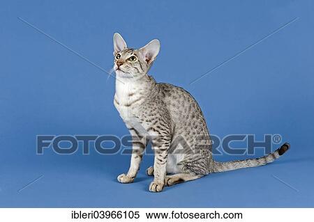 Stock Photography - "Pedigree cat, Oriental Shorthair, cat breed, colour silver spotted tabby". Fotosearch