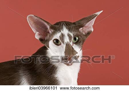 "Pedigree cat, Oriental Shorthair" View Large Photo Image Stock Image - "Pedigree cat, Oriental Shorthair". Fotosearch