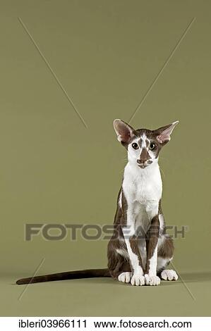 "Pedigree cat, Oriental Shorthair" View Large Photo Image Stock Image - "Pedigree cat, Oriental Shorthair". Fotosearch