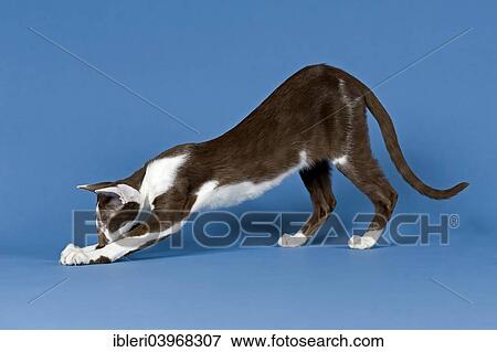 Stock Photo - "Pedigree cat, Oriental Shorthair". Fotosearch