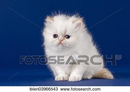 "Pedigree cat, Persian cat, kitten, 5 weeks" View Large Photo Image Stock Image - "Pedigree cat, Persian cat, kitten, 5 weeks". Fotosearch