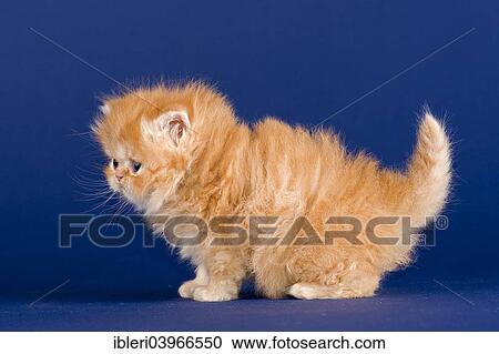 "Pedigree cat, Persian cat, kitten, 5 weeks" View Large Photo Image Stock Image - "Pedigree cat, Persian cat, kitten, 5 weeks". Fotosearch