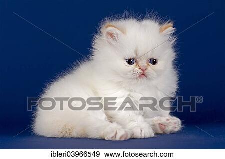 "Pedigree cat, Persian cat, kitten, 5 weeks" View Large Photo Image Stock Photo - "Pedigree cat, Persian cat, kitten, 5 weeks". Fotosearch