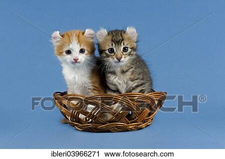 Stock Image - "Pedigree cats, American Curl, cat breed, two kittens in a basket". Fotosearch