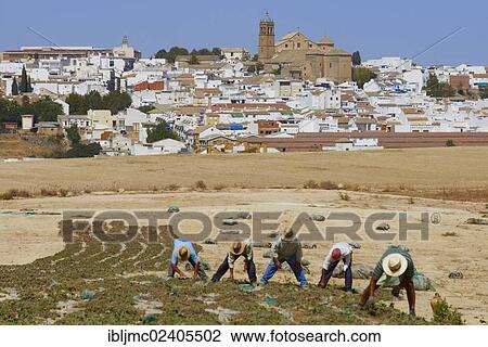 Stock Image - "Pedro Ximenez wine grapes in the 'Pasera' during the drying process, Montilla-Moriles area, Cordoba province, Andalusia, Spain, Europe". Fotosearch