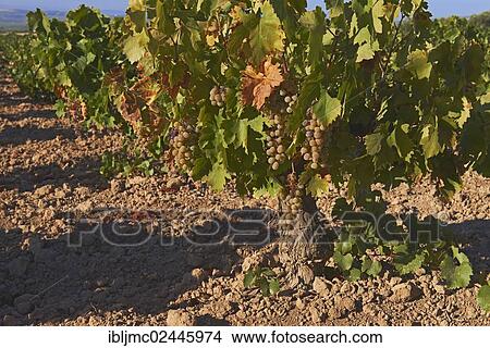 "Pedro Ximenez wine grapes, Montilla, Montilla-Moriles area, Bodegas Cabrinana, Cordoba province, Andalusia, Spain, Europe" View Large Photo Image Picture - "Pedro Ximenez wine grapes, Montilla, Montilla-Moriles area, Bodegas Cabrinana, Cordoba province, Andalusia, Spain, Europe". Fotosearch