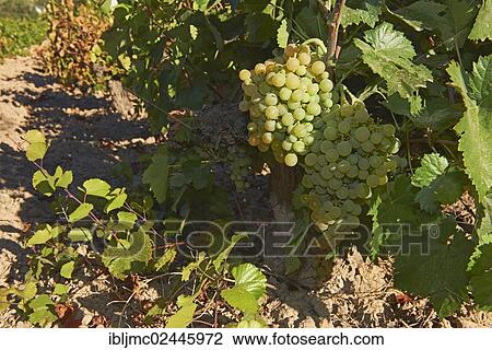 Stock Image - "Pedro Ximenez wine grapes, Montilla, Montilla-Moriles area, Bodegas Cabrinana, Cordoba province, Andalusia, Spain, Europe". Fotosearch