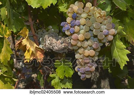 Stock Photo - "Pedro Ximenez wine grapes, Montilla, Montilla-Moriles area, Cordoba province, Andalusia, Spain, Europe". Fotosearch