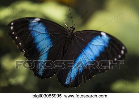 "Peleides Blue Morpho, Common Morpho or The Emperor (Morpho peleides), Manaus, Manaus, Amazonas State, Brazil, South America" View Large Photo Image Stock Photography - "Peleides Blue Morpho, Common Morpho or The Emperor (Morpho peleides), Manaus, Manaus, Amazonas State, Brazil, South America". Fotosearch