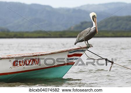"Pelican on a boat, Gulf of Nicoya, Guanacaste Province, Costa Rica, North America" View Large Photo Image Stock Image - "Pelican on a boat, Gulf of Nicoya, Guanacaste Province, Costa Rica, North America". Fotosearch