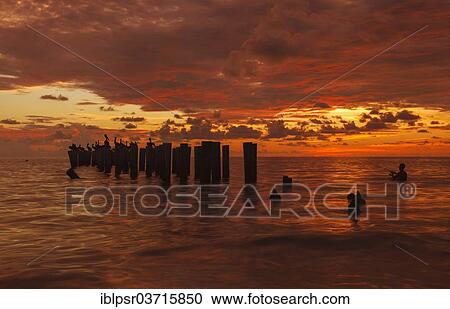 Stock Image - "Pelicans and a fisherman in the evening light, Naples, Collier County, Florida, United States, North America". Fotosearch