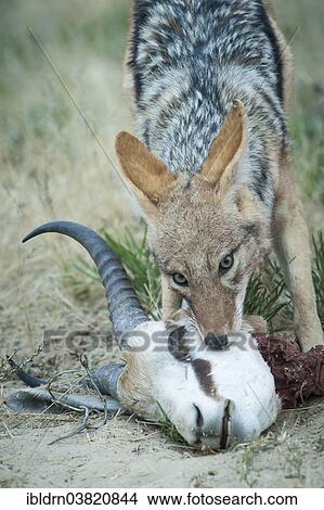 "Pelmets jackals (Canis mesomelas) feeding on the carcass of a springbok (Antidorcas marsupialis), Kgalagadi Transfrontier Park, Northern Cape, South Africa, Africa" View Large Photo Image Picture - "Pelmets jackals (Canis mesomelas) feeding on the carcass of a springbok (Antidorcas marsupialis), Kgalagadi Transfrontier Park, Northern Cape, South Africa, Africa". Fotosearch
