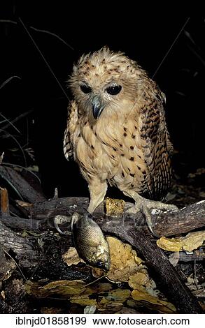 "Pel's Fishing Owl (Scotopelia peli), with prey tilapia, Okavango Delta, Botswana, Africa" View Large Photo Image Stock Photo - "Pel's Fishing Owl (Scotopelia peli), with prey tilapia, Okavango Delta, Botswana, Africa". Fotosearch