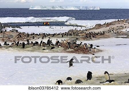 "Penguin colony, Adelie Penguins (Pygoscelis adeliae), Devil Island, Weddell Sea, Antarctica" View Large Photo Image Stock Image - "Penguin colony, Adelie Penguins (Pygoscelis adeliae), Devil Island, Weddell Sea, Antarctica". Fotosearch
