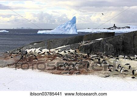"Penguin colony, Adelie Penguins (Pygoscelis adeliae), Devil Island, Weddell Sea, Antarctica" View Large Photo Image Stock Image - "Penguin colony, Adelie Penguins (Pygoscelis adeliae), Devil Island, Weddell Sea, Antarctica". Fotosearch