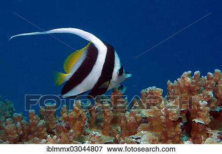 Stock Photo - "Pennant coralfish also longfin bannerfish (Heniochus acuminatus), Great Barrier Reef, Queensland, Australia, Oceania". Fotosearch