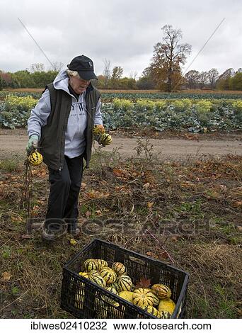 "Penny Sokol helps as volunteers collect leftover squash from a farmer's field for distribution to those in need; the produce is distributed to soup kitchens, food banks, and shelters by a nonprofit organization, Forgotten Harvest, Ray, Michigan, USA" View Large Photo Image Stock Image - "Penny Sokol helps as volunteers collect leftover squash from a farmer's field for distribution to those in need; the produce is distributed to soup kitchens, food banks, and shelters by a nonprofit organization, Forgotten Harvest, Ray, Michigan, USA". Fotosearch
