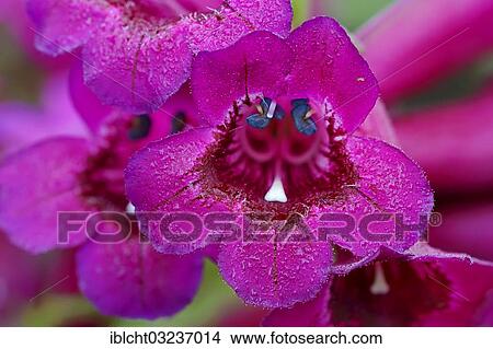 "Penstemon (Penstemon hybrid), flower, variety Ruby Rich, North Rhine-Westphalia, Germany, Europe" View Large Photo Image Picture - "Penstemon (Penstemon hybrid), flower, variety Ruby Rich, North Rhine-Westphalia, Germany, Europe". Fotosearch