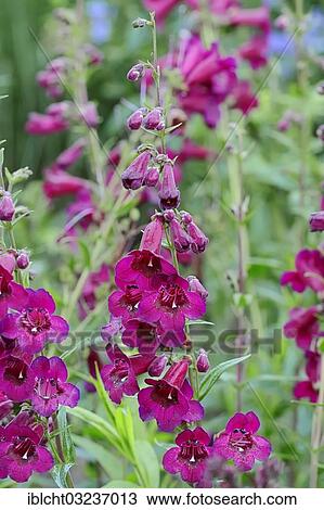 "Penstemon (Penstemon hybrid), variety Ruby Rich, North Rhine-Westphalia, Germany, Europe" View Large Photo Image Stock Image - "Penstemon (Penstemon hybrid), variety Ruby Rich, North Rhine-Westphalia, Germany, Europe". Fotosearch