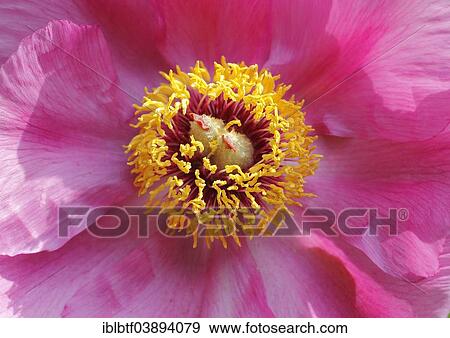 "Peony (Paeonia), flowering, close-up" View Large Photo Image Stock Photo - "Peony (Paeonia), flowering, close-up". Fotosearch