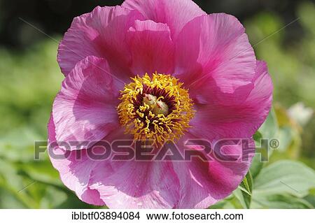 "Peony (Paeonia), flowering" View Large Photo Image Picture - "Peony (Paeonia), flowering". Fotosearch