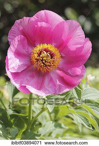 "Peony (Paeonia), flowering" View Large Photo Image Stock Image - "Peony (Paeonia), flowering". Fotosearch